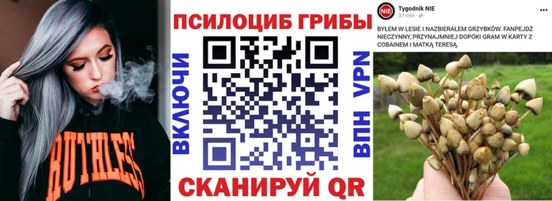 закладка  Красный Холм  Псилоцибиновые грибы Magic Shrooms 
